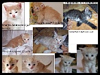 Comparaison 4semaines_2